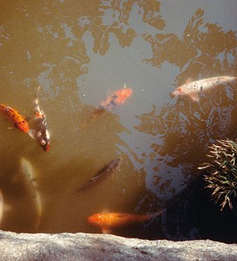 Odoo image and text block